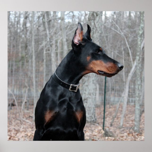 Affiches Photo classique Doberman (Devant)