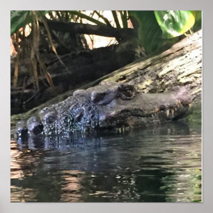 Affiches Photo d'alligator