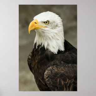 Affiches Photo de Bald Eagle