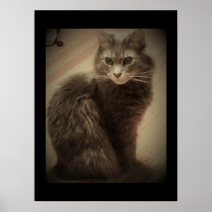 Affiches Photo de chat de ragondin du Maine