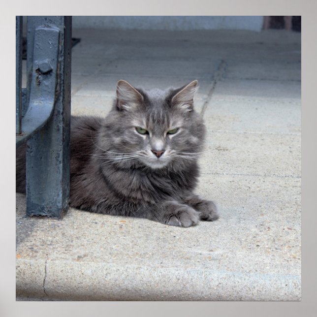 Affiches Photo de chat Maine Coon (Devant)