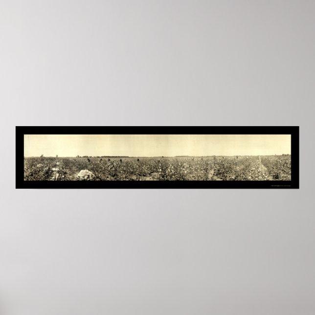 Affiches Photo de cueillette de coton 1917 (Devant)