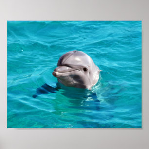 Affiches Photo de dauphin dans l'eau bleue