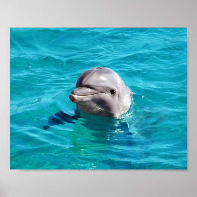 Affiches Photo de dauphin dans l'eau bleue (Devant)