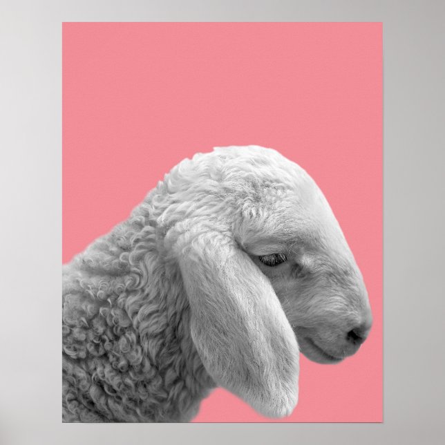 Affiches Photo de ferme animale avec des moutons pour la ch (Devant)