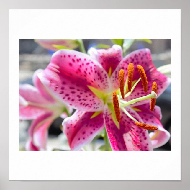 Affiches Photo de fleur de lys rose (Devant)