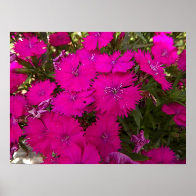 Affiches Photo de Fleurs roses brillantes (Devant)