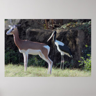 Affiches Photo de gazelle et de cigogne