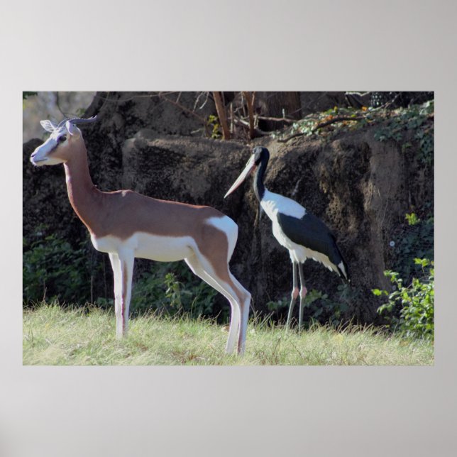 Affiches Photo de gazelle et de cigogne (Devant)