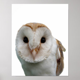 Affiches Photo de hibou animal sauvage peekaboo chambre d'e