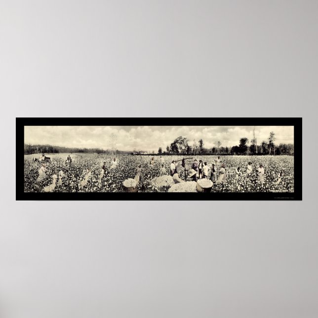 Affiches Photo de la culture de coton Billion de dollars 19 (Devant)