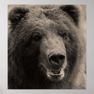 Affiches Photo de la faune de l'ours grizzli Brown