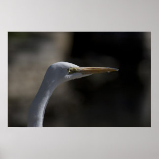 Affiches Photo de l'affiche d'oiseaux de grue blanche
