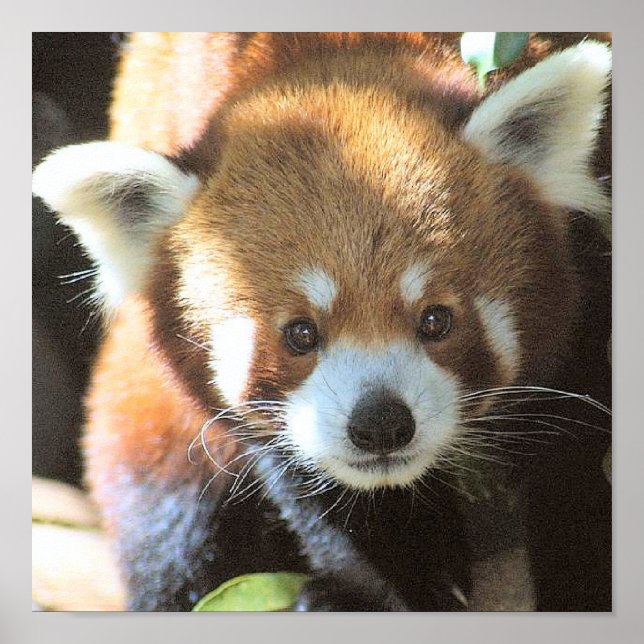 Affiches Photo de l'ours Brown (Devant)