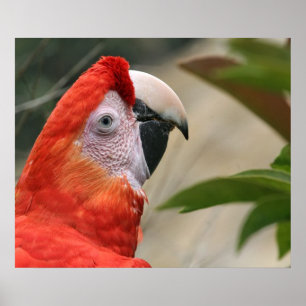 Affiches Photo de Mackaw d'écarlate