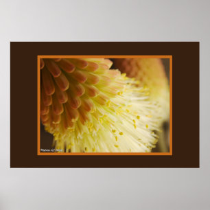 Affiches Photo de plan rapproché de fleur de tisonnier d'un