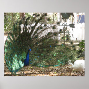 Affiches Photo de plumage d'oiseau paon et de paonne albino