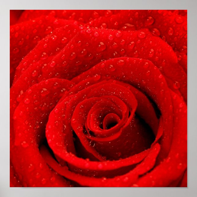Affiches Photo de Red Rose Arrière - plan (Devant)