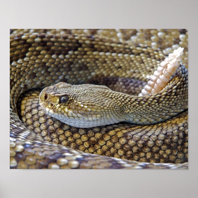 Affiches Photo de serpent à sonnette (Devant)