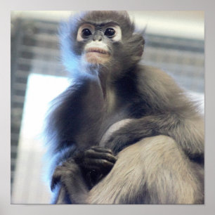 Affiches Photo de singe