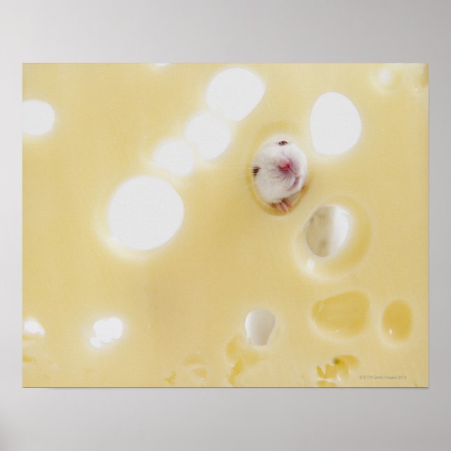 Affiches Photo de studio d'une souris blanche regardant à t (Devant)