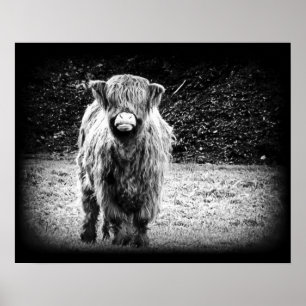 Affiches Photo de vache Shaggy Highland (noir et blanc)