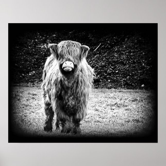 Affiches Photo de vache Shaggy Highland (noir et blanc) (Devant)