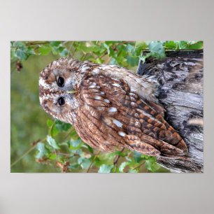 Affiches Photo d'un hibou