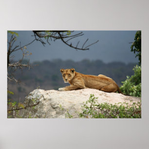 Affiches Photo d'un lion africain allongé sur un rocher dan