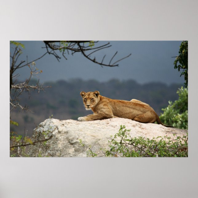 Affiches Photo d'un lion africain allongé sur un rocher dan (Devant)
