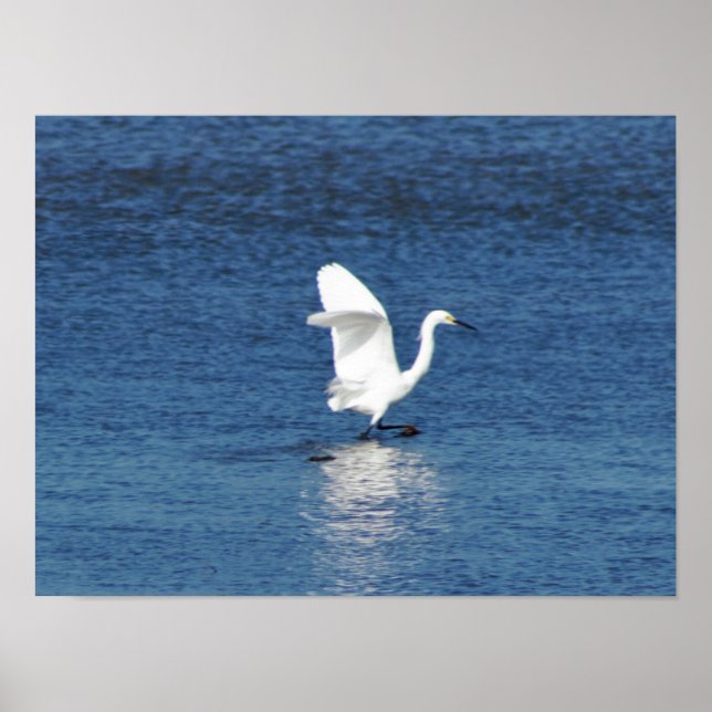 Affiches Photo Egret (Devant)