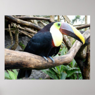 Affiches Photo énorme d'un beau toucan !
