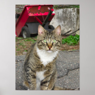 Affiches Photo "Harry"