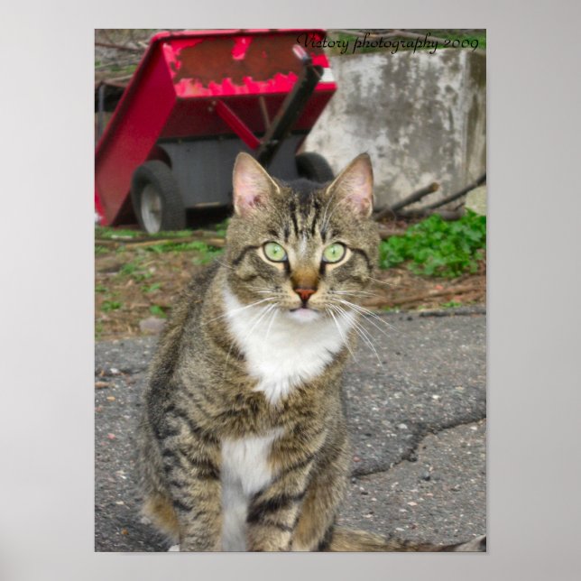 Affiches Photo "Harry" (Devant)