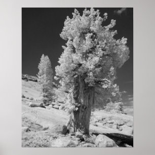 Affiches Photo infrarouge du côté est du parc national de Y