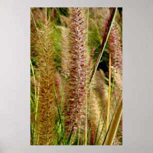 Affiches Photo macro de l'herbe de Foxtail