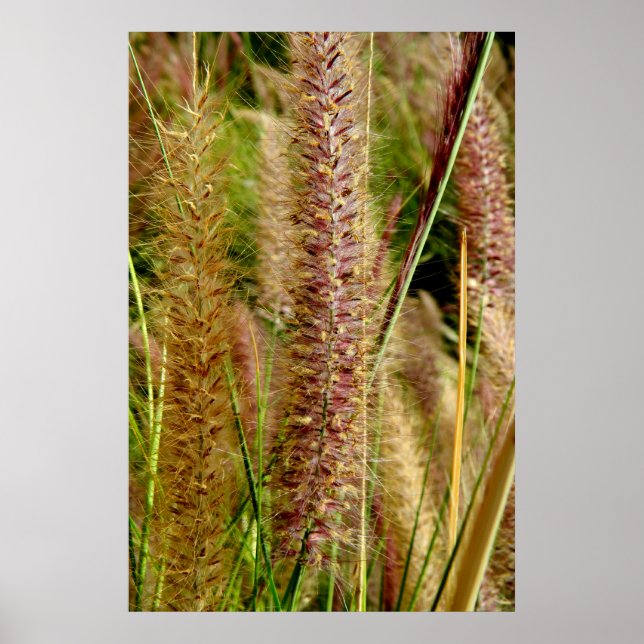 Affiches Photo macro de l'herbe de Foxtail (Devant)