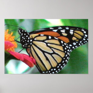 Affiches Photo Monarch Papillon