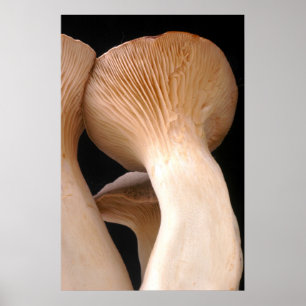 Affiches Photo royale de champignon de trompette