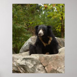 Affiches Photo Sloth Bear