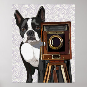 Affiches Photographe Boston Terrier