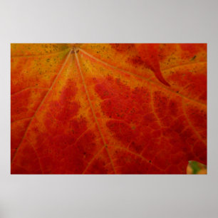 Affiches Photographie abstraite de la feuille d'érable roug