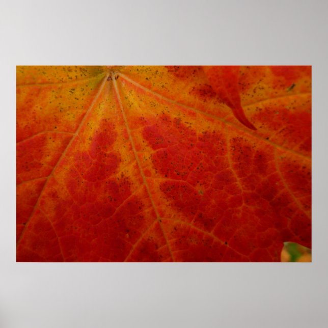 Affiches Photographie abstraite de la feuille d'érable roug (Devant)