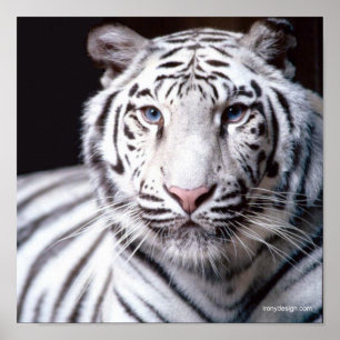 Affiches Photographie blanche de tigre de Bengale