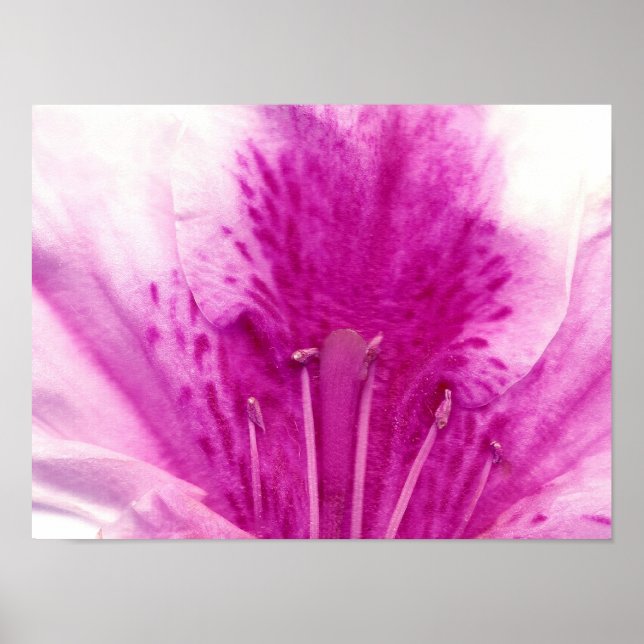 Affiches Photographie d'art floral Azalea (Devant)
