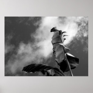 Affiches Photographie d'art noir et blanc Feuille de Banana