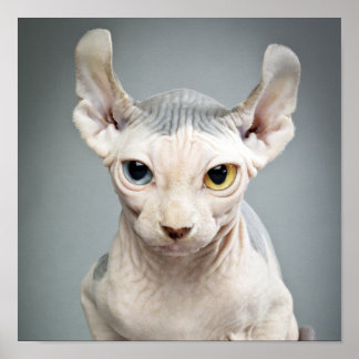 Affiches Photographie de chat Sphinx Elf