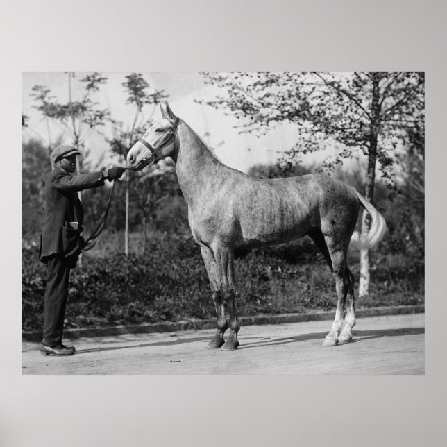 Affiches Photographie de cheval vintage (Devant)
