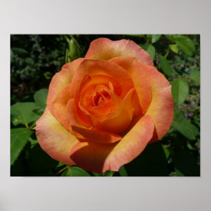 Affiches Photographie de fleur orange rose pêche
