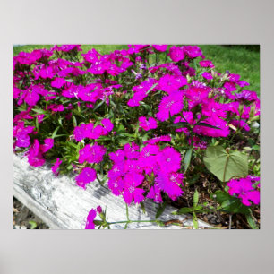 Affiches Photographie de Fleurs violettes à Fayette, MO